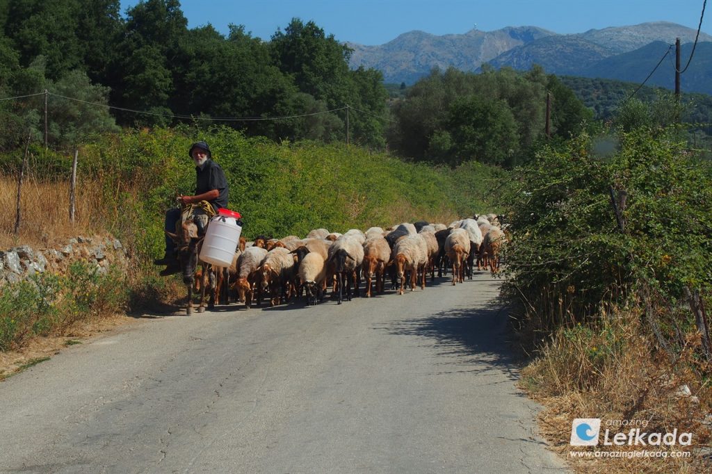 Sheeps on the roads of Lefkada