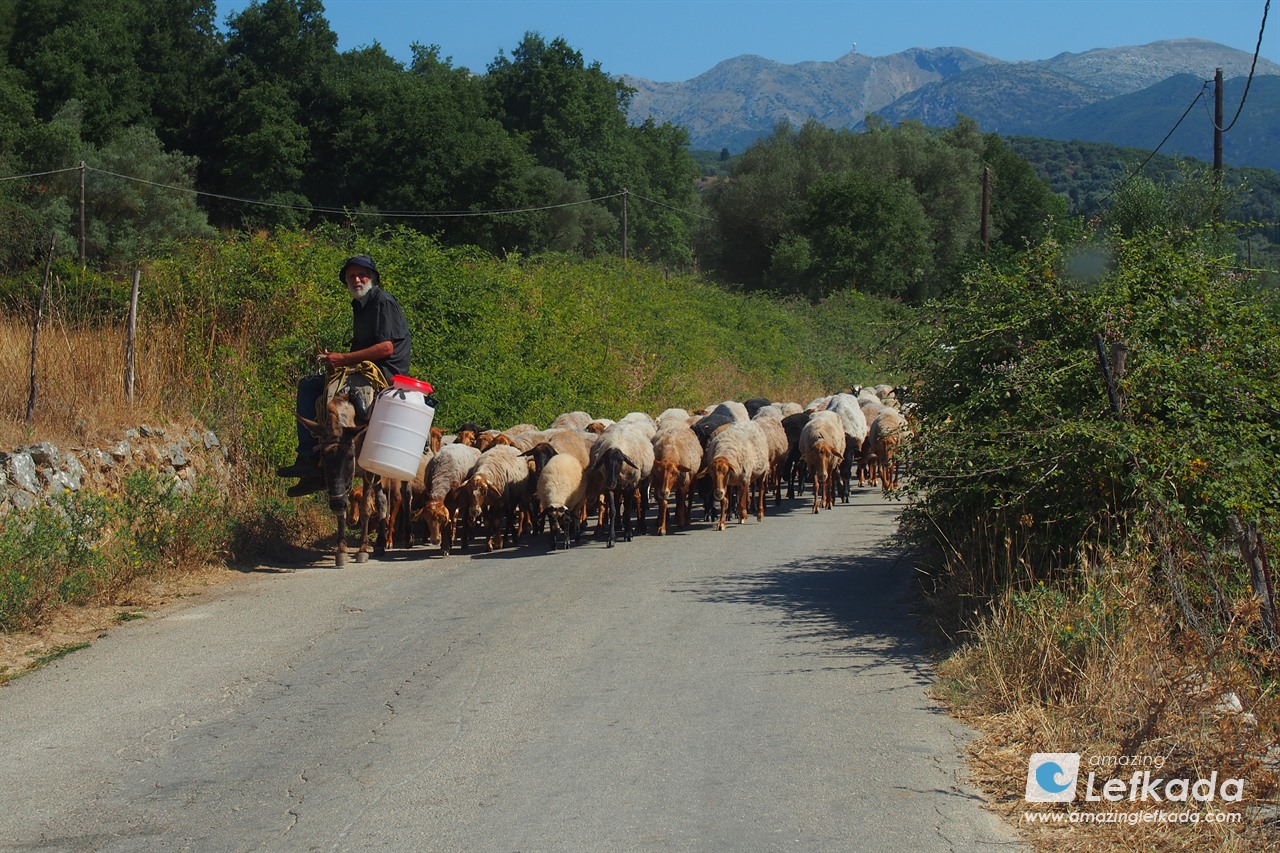 Sheeps in Lefkada