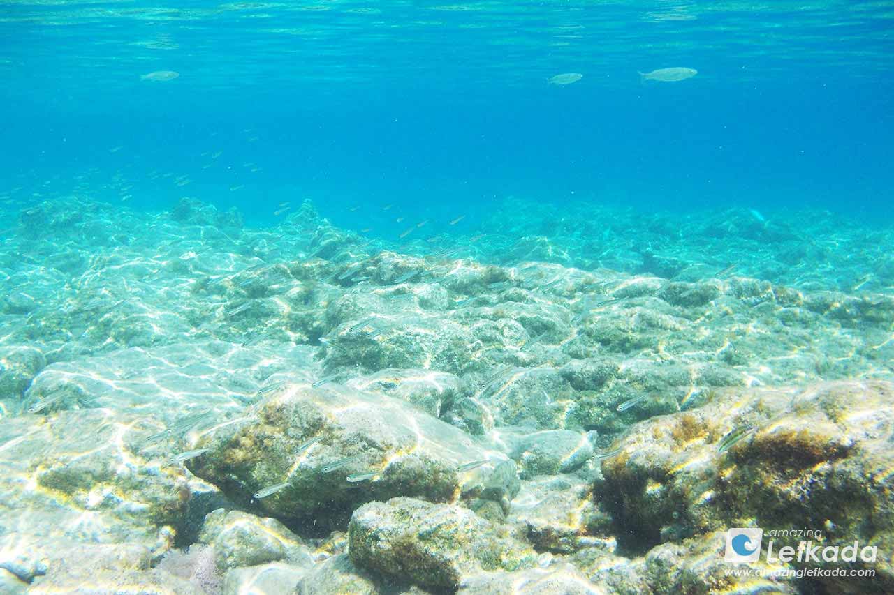 Sea life around Lefkada, Ionian Sea